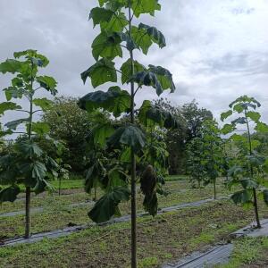 Paulownia en France