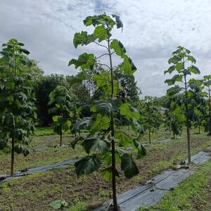 Paulownia en France