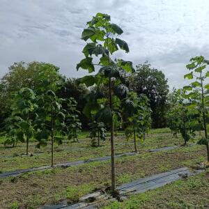 Paulownia en France
