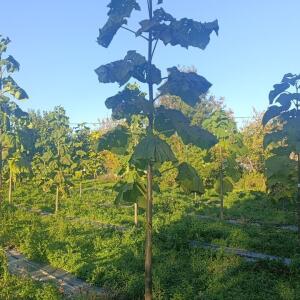 Paulownia en France