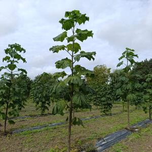 Paulownia en France