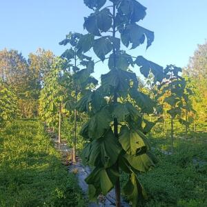 Paulownia en France