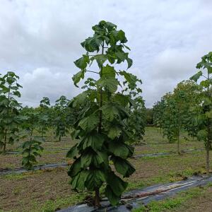Paulownia en France