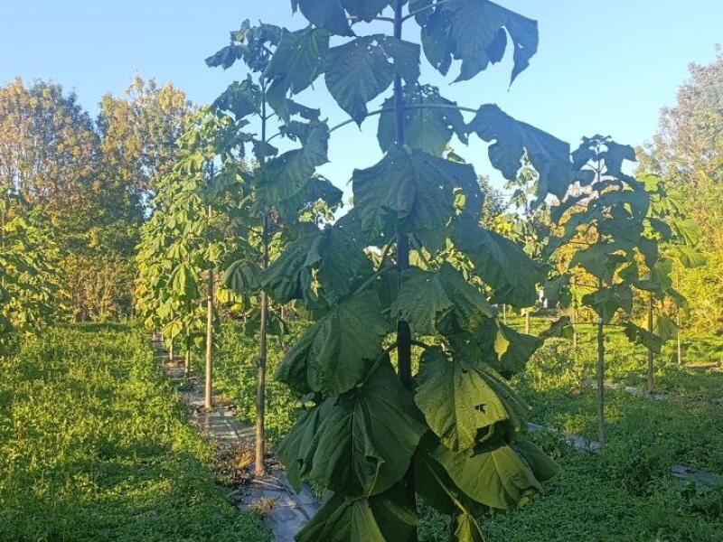 Paulownia en France