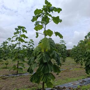 Paulownia en France