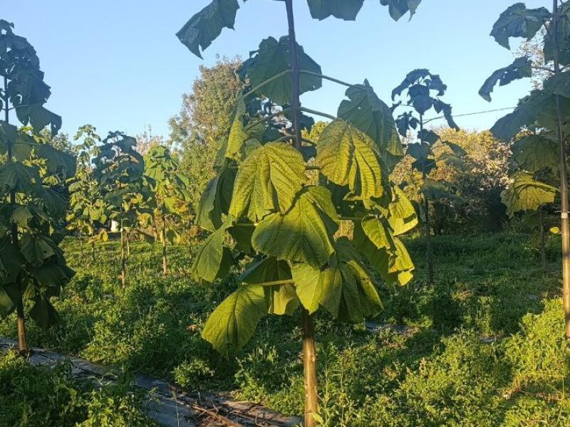 Paulownia en France