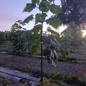 Paulownia en France