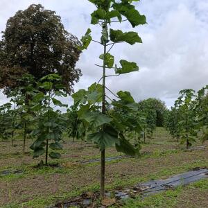 Paulownia en France