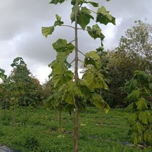 Paulownia en France
