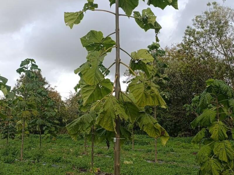 Paulownia en France