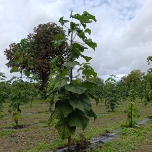 Paulownia en France