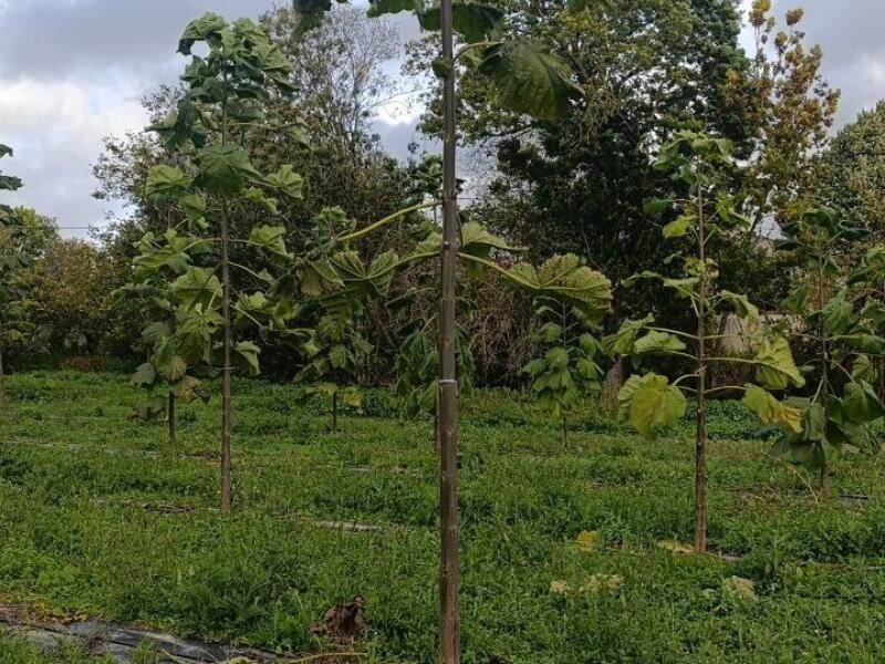 Paulownia en France