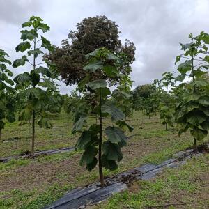 Paulownia en France
