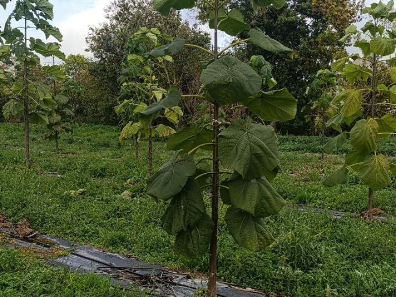 Paulownia en France