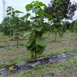 Paulownia en France