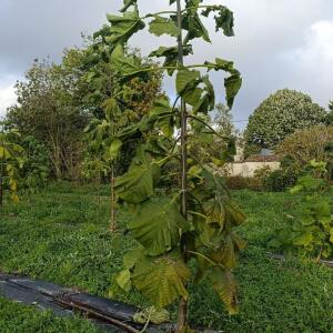 Paulownia en France