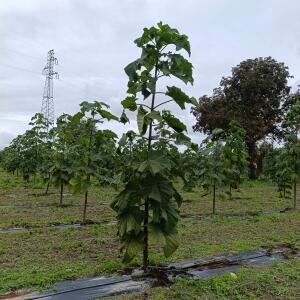 Paulownia en France