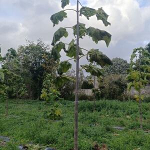 Paulownia en France