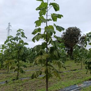 Paulownia en France