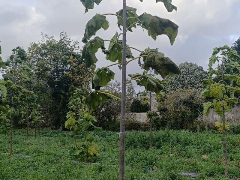 Paulownia en France