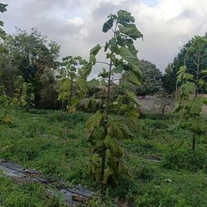 Paulownia en France
