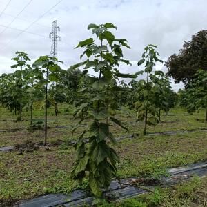 Paulownia en France