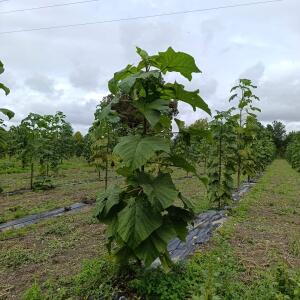 Paulownia en France