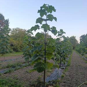 Paulownia en France