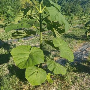 Paulownia en France