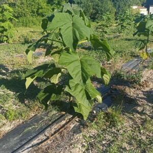 Paulownia en France