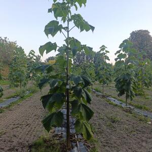 Paulownia en France