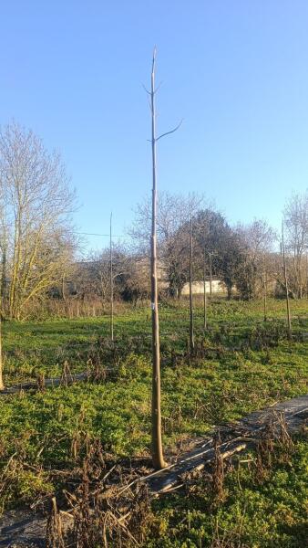 Paulownia en France