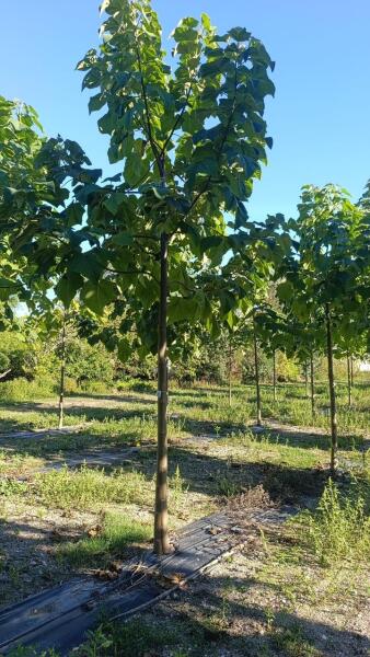Tree #1308