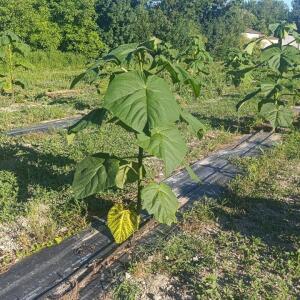Paulownia en France