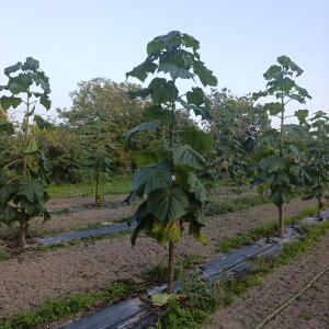 Paulownia en France