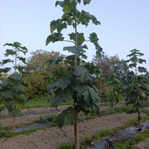 Paulownia en France