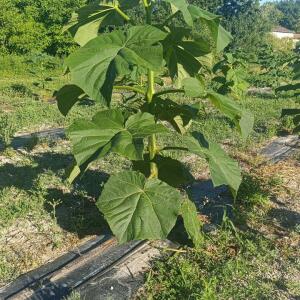 Paulownia en France