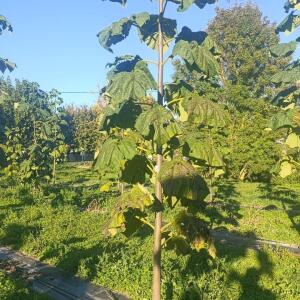 Paulownia en France - 17 October 2025