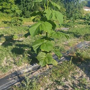 Paulownia en France