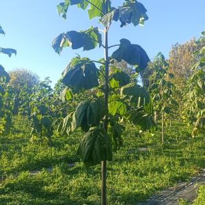Paulownia en France - 17 October 2025
