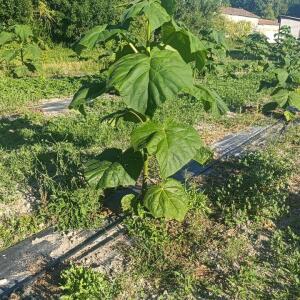 Paulownia en France