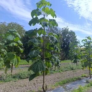 Paulownia en France
