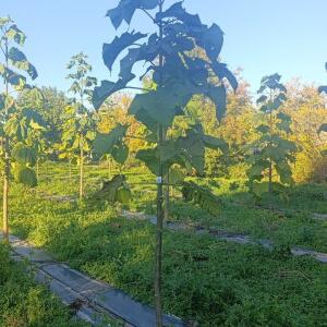 Paulownia en France