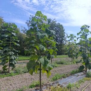 Paulownia en France