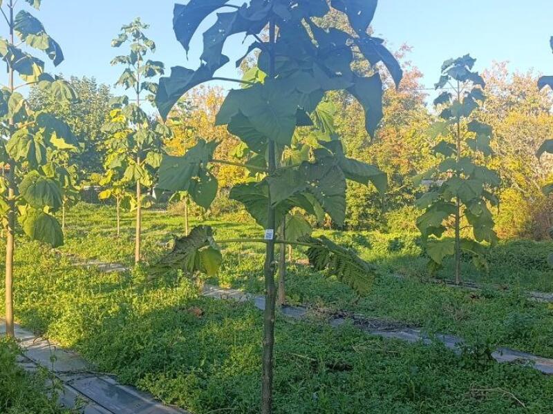 Paulownia en France