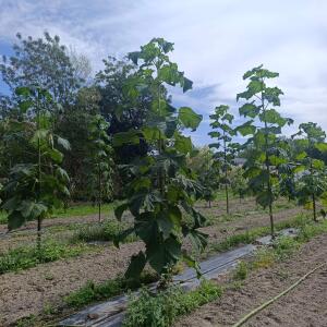 Paulownia en France