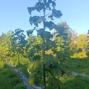 Paulownia en France