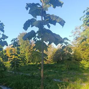 Paulownia en France