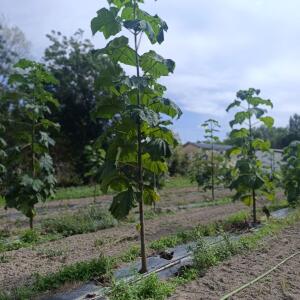 Paulownia en France