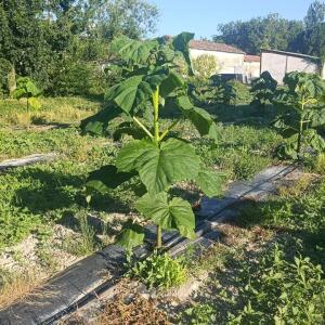 Paulownia en France